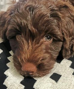 Chocolate Cockapoo paint by number