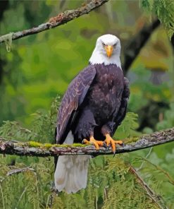 Eagle On A Branch Wildlife paint by number