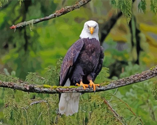 Eagle On A Branch Wildlife paint by number