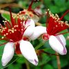 Feijoa Flowers paint by number