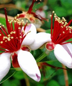 Feijoa Flowers paint by number