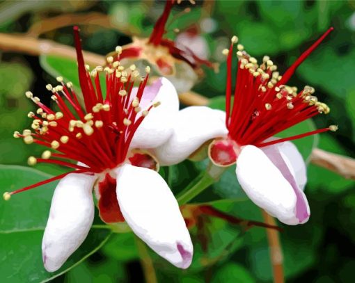 Feijoa Flowers paint by number