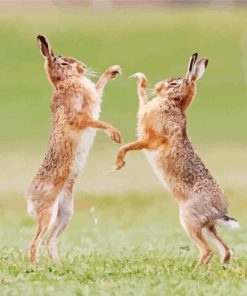 Fighting Hares paint by number