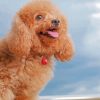 Happy Poodle paint by number