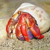 Hermit Crab paint by number