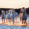 Horses In River paint by number