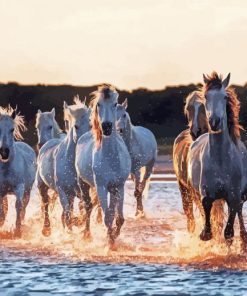 Horses In River paint by number