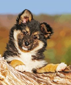 Icelandic Sheepdog Dog paint by number