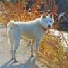 Jindo Dog Animal paint by number