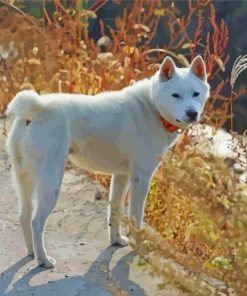 Jindo Dog Animal paint by number