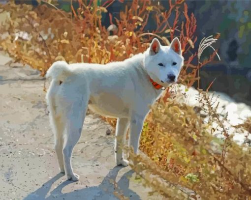 Jindo Dog Animal paint by number