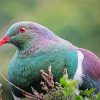 Kereru Head paint by number