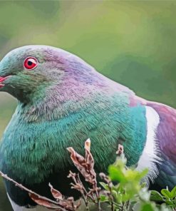 Kereru Head paint by number