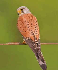 Kestrel paint by number