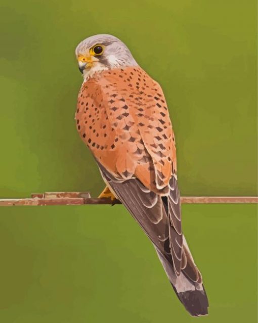 Kestrel paint by number