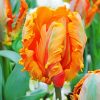 Orange Parrot Tulip paint by number