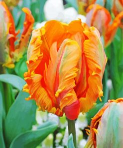 Orange Parrot Tulip paint by number