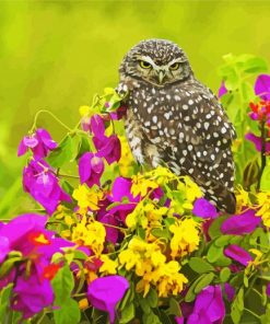 Owl Bird With Flowers paint by number