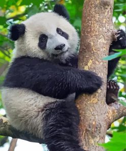 Panda On Tree paint by number