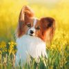 Papillon Dog In Grass paint by number