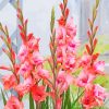 Pink Gladioli paint by number