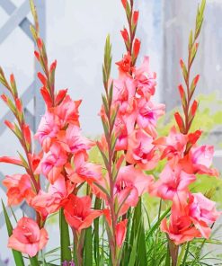 Pink Gladioli paint by number