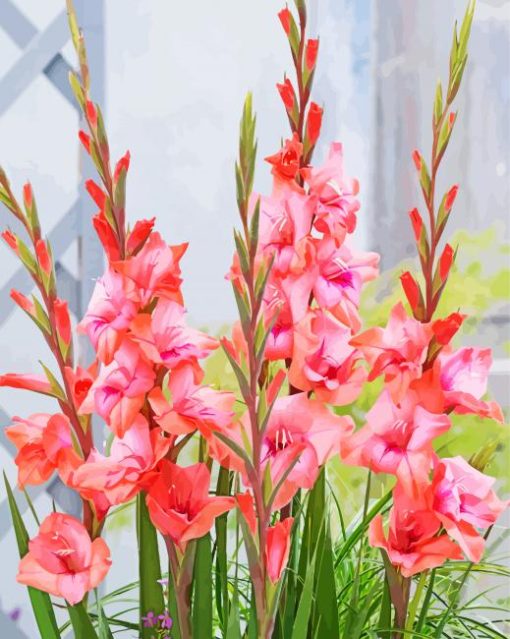 Pink Gladioli paint by number