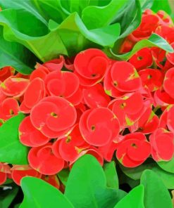 Red Crown Of Thorns Plants paint by number