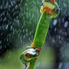 Red Eyed Frogs In The Rain paint by number