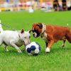 Sport Dogs Playing Football Diamond Painting