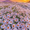 Sunset At White Flowers Field paint by number