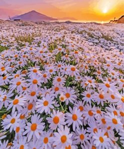 Sunset At White Flowers Field paint by number