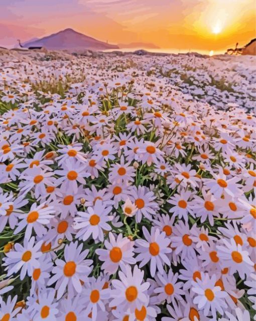 Sunset At White Flowers Field paint by number