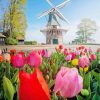 Tulpen En Molen paint by number