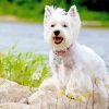 White Scottish Highland Terrier paint by number