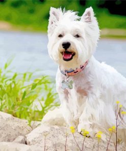 White Scottish Highland Terrier paint by number