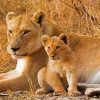 Aesthetic Lioness And Cubs paint by number