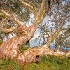 Aesthetic Snow Gums paint by number