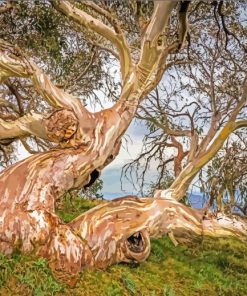 Aesthetic Snow Gums paint by number