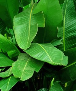 Banana Leaf paint by number