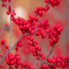 Berries In Winter paint by number