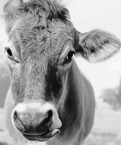 Black And White Jersey Cow paint by number