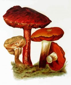 Brown Retro Mushrooms paint by number