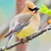 Cedar Waxwing On A Branch paint by number