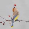 Cedar Waxwing paint by number