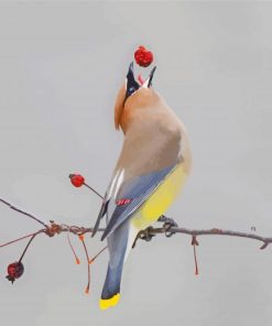 Cedar Waxwing paint by number