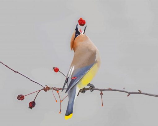 Cedar Waxwing paint by number