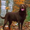 Chocolate Lab paint by number