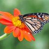 Cool Orange Flower With Butterfly paint by number