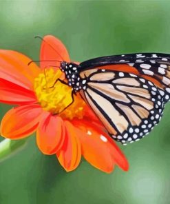 Cool Orange Flower With Butterfly paint by number